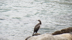 Gulosus aristotelis desmarestii