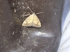 Evergestis limbata