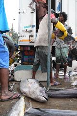 Thunnus
