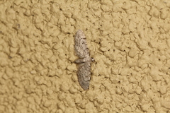 Eupithecia lafontaineata