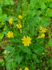Lapsana communis