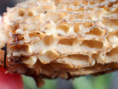 Morchella tomentosa