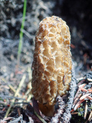 Morchella tomentosa