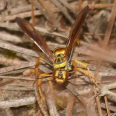 Poecilopompilus interruptus