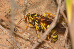 Poecilopompilus interruptus