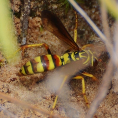 Poecilopompilus interruptus