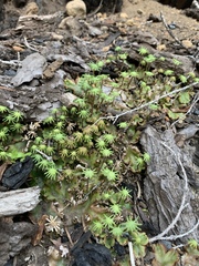 Marchantia polymorpha montivagans