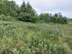 Lobelia sessilifolia