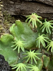Marchantia polymorpha montivagans