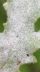 Golovinomyces fischeri