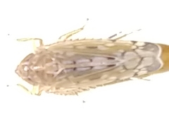 Osbornellus borealis