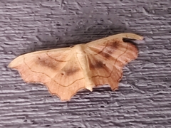 Idaea emarginata