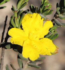 Hibbertia stenophylla