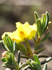 Hibbertia stenophylla