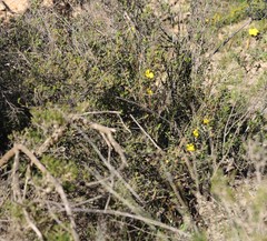 Hibbertia stenophylla