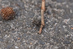 Artoriopsis