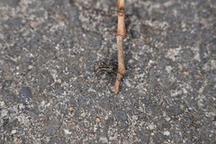 Artoriopsis