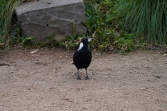 Gymnorhina tibicen