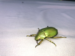 Chrysina expansa