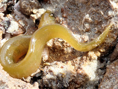 Alabes dorsalis