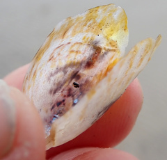 Electroma papilionacea