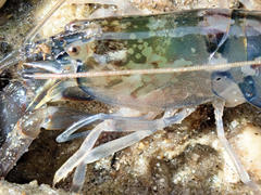 Alpheus novaezealandiae