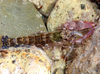 New Zealand Snapping Shrimp - Photo (c) Warwick Moyse, some rights reserved (CC BY-NC), uploaded by Warwick Moyse