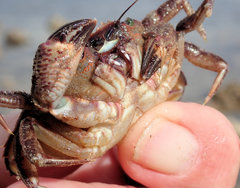 Nectocarcinus integrifrons