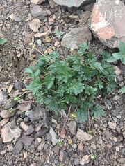 Ranunculus grayi