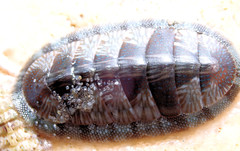 Ischnochiton smaragdinus