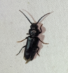 Asemum nitidum