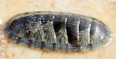Ischnochiton smaragdinus