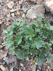 Ranunculus grayi