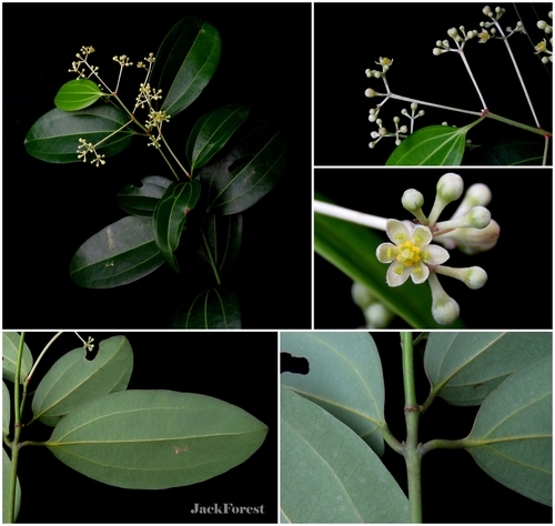 Cinnamomum verum
