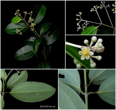 Cinnamomum verum