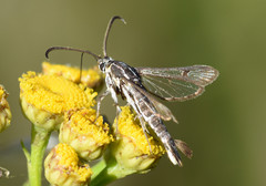 Pyropteron triannuliformis