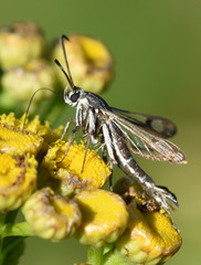 Pyropteron triannuliformis
