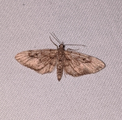 Eupithecia unicolor