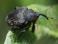 Mogulones geographicus