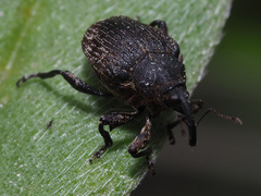 Mogulones geographicus