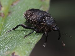 Mogulones geographicus