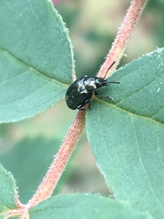 Phaedon oviformis