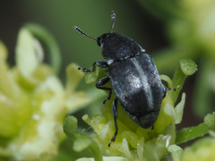 Bruchela suturalis