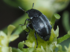 Bruchela suturalis