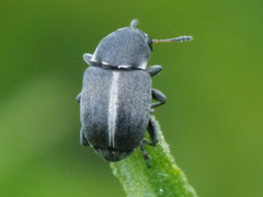 Bruchela suturalis