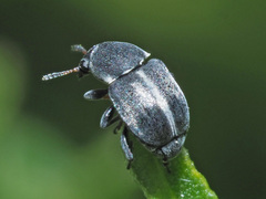 Bruchela suturalis
