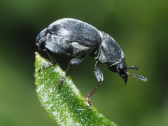 Bruchela suturalis