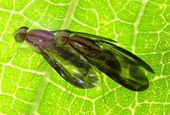 Clusiosomina puncticeps