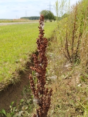Rumex pseudonatronatus