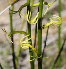 Tripterococcus brunonis